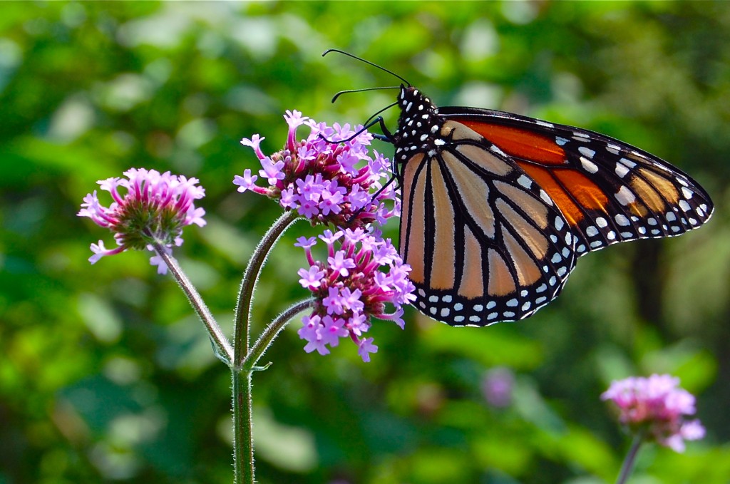 Monarch and Verbena