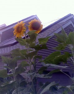 Sunflowers and Solar Panels - a great pair