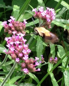 Sphinx Moth 2