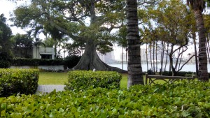 Mangrove at the Flagler Museum