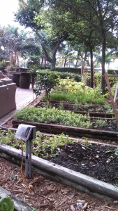 Veggie Garden