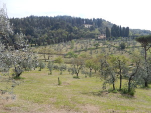 Fiesole Trip On The Road In View Over Olive Groves 3