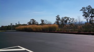 Pennsylvania Turnpike Grasses