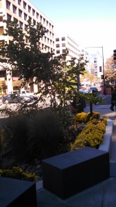 19th and L St Rain Garden October 24 2015 035