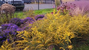 Washington Green Asters, Joe Pye, Goldenrod and Echincea