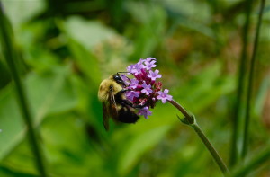 Bee on Verbena