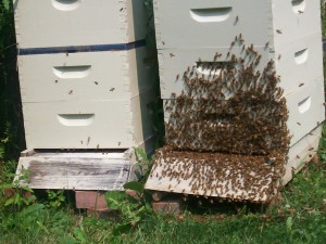 Bees Swarming 4
