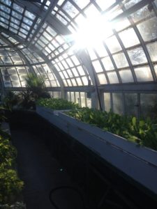 greenhouse-with-sun-by-kate