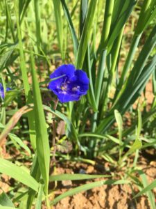 early-flowers-from-ernst-1