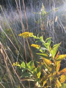 goldenrod