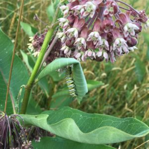 monarch-caterpillar-in-june-with-milkweed-flowers