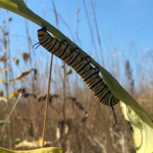 monarch-caterpillar-upside-down-on-grass