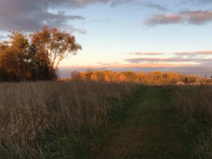 west-glowing-trees-3