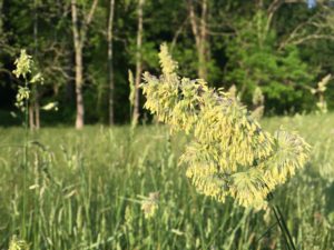 west-grass-in-full-bloom-2