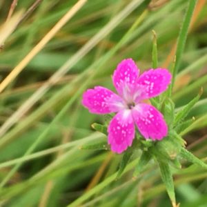 west-meadow-deptford-pink-dianthus-armeria-5