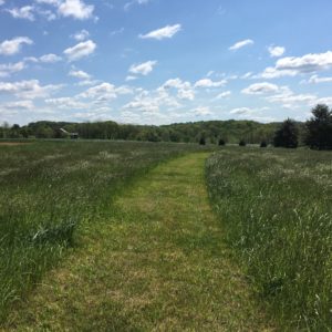 west-meadow-view-down-upper-path