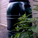 Rain Barrel