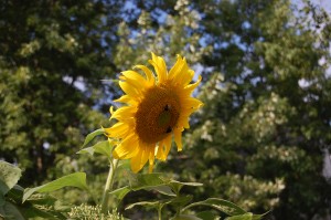 Sunflower with Bumblebee