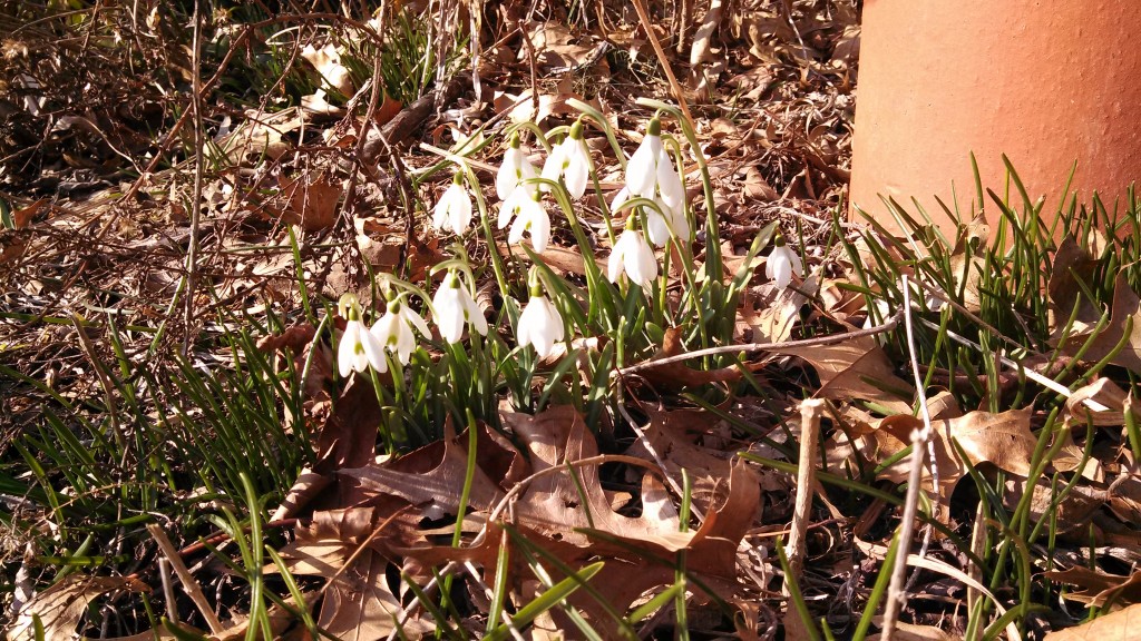 Snow Drops in March