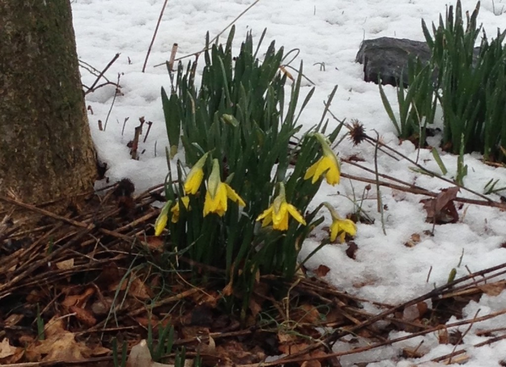 Daffodils In The Snow