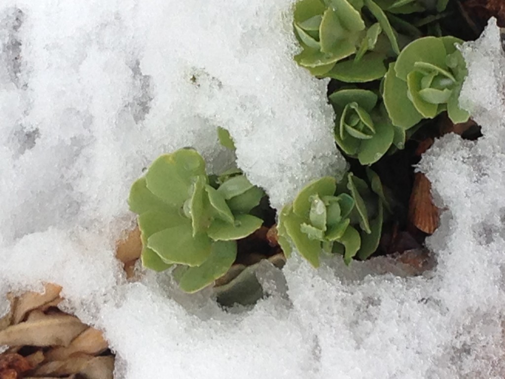 Sedum In The Snow