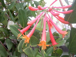 Native Honeysuckle