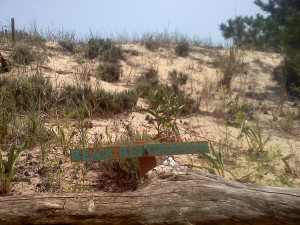 Dune Restoration With Goldenrod and Grasses
