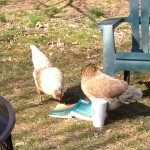 Chickens ReadingAppreciativeInquiry