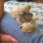ChicksImprinting