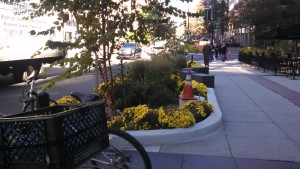 19th and L St Rain GardenOctober 24 2015 032