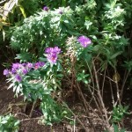Aster