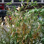 Swamp Milkweed