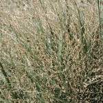 SwitchGrass