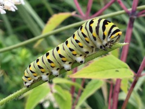 CaterpillarCloseUp4OK
