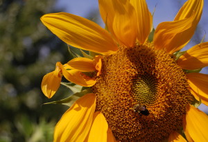 Contrasting Sun Before