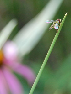 CuteLittleBee