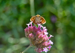 DionSkipper2