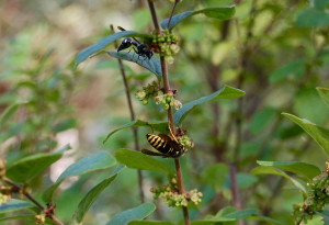TwoScaryWasps