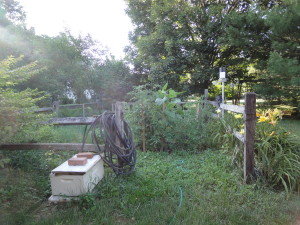 Veggie Garden With Bees