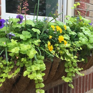 Front window box Closeup