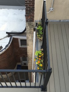 Railing Flowers 2