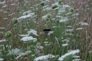 black-swallowtail-on-queen-anns-lace