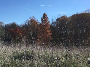 cypress-and-field