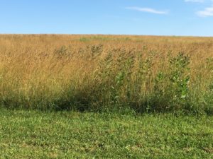 early-milkweed