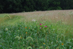 early-mixed-flowers-from-ernst-5-prtty