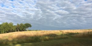 field-in-golden-light-eh