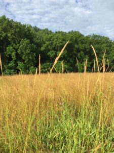 golden-grass-with-trees-in-rear