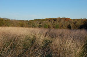 late-grass-with-changing-trees
