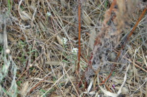 little-babys-breath-late-october