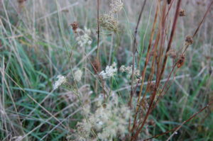 little-queen-annes-lace-late-october